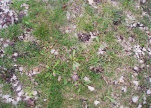 Trawnik żwirowy