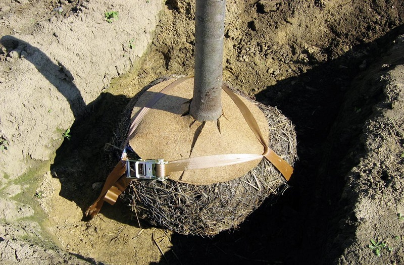 TREELOCK: system podziemnego mocowania drzew